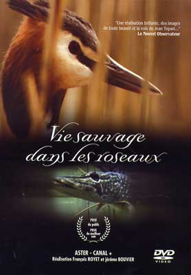 Vie sauvage dans les roseaux